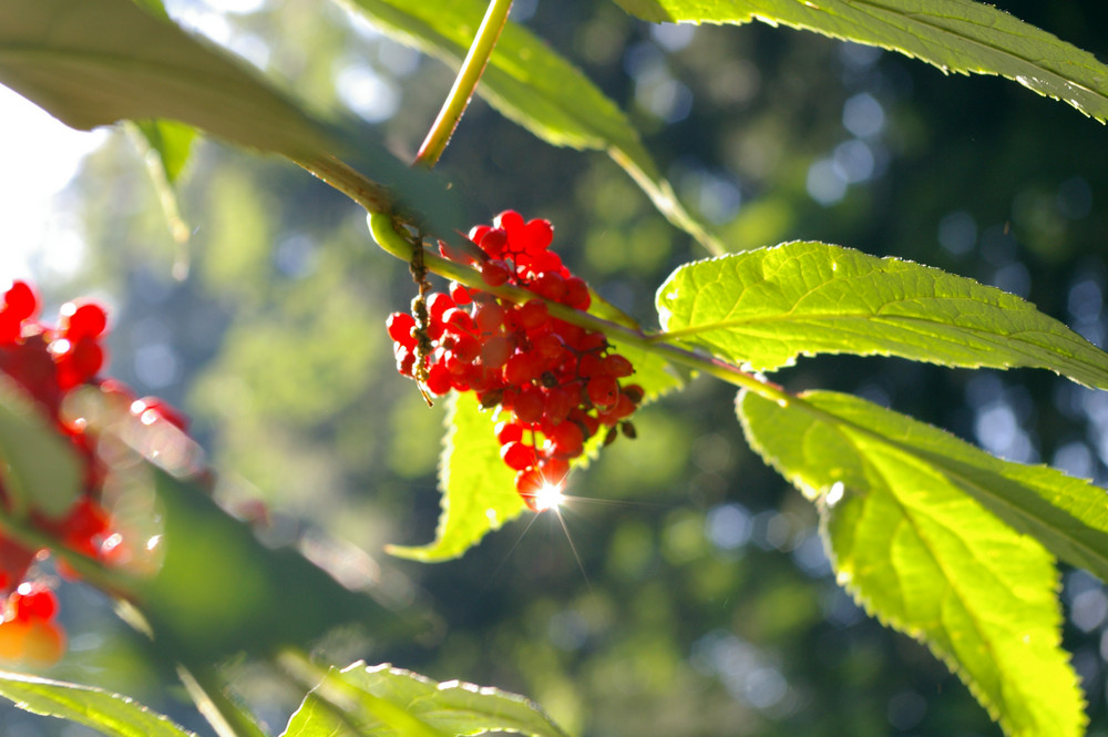 red berries