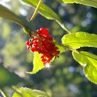 red berries