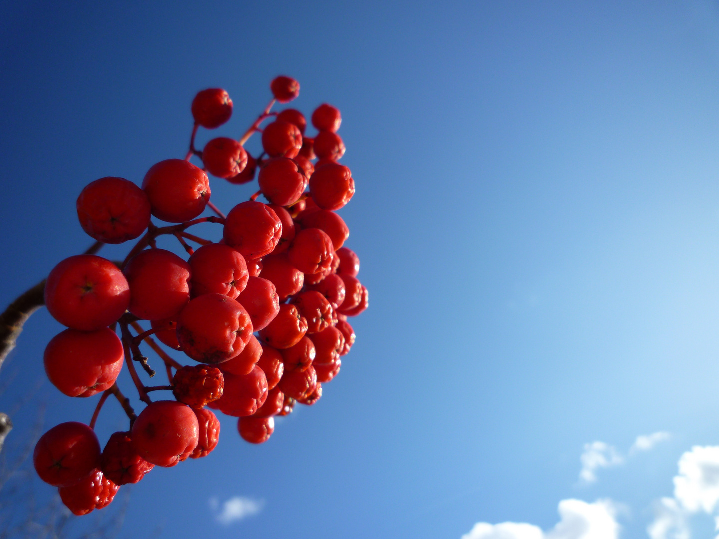 red berries ;-))