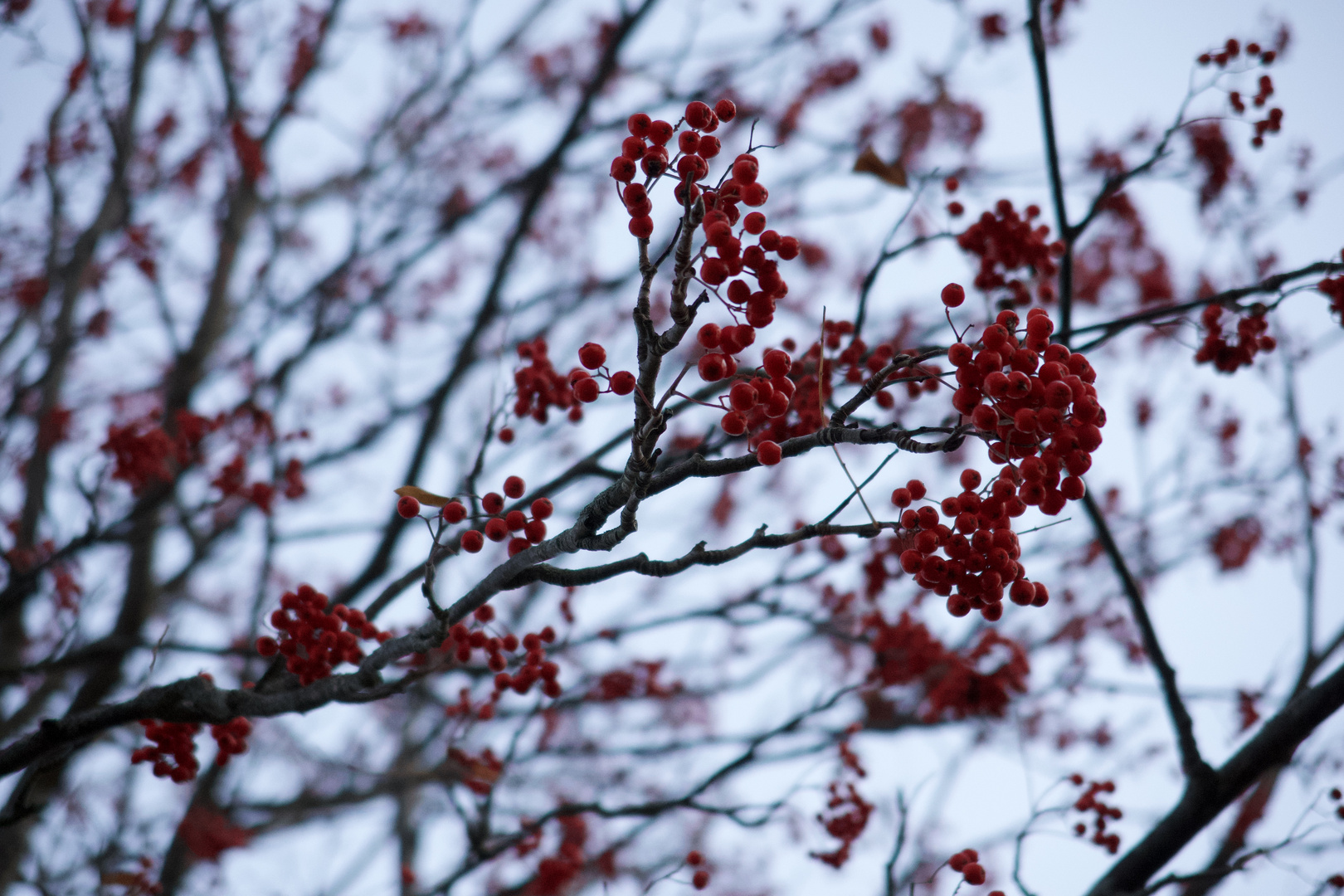 red berries