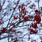 red berries