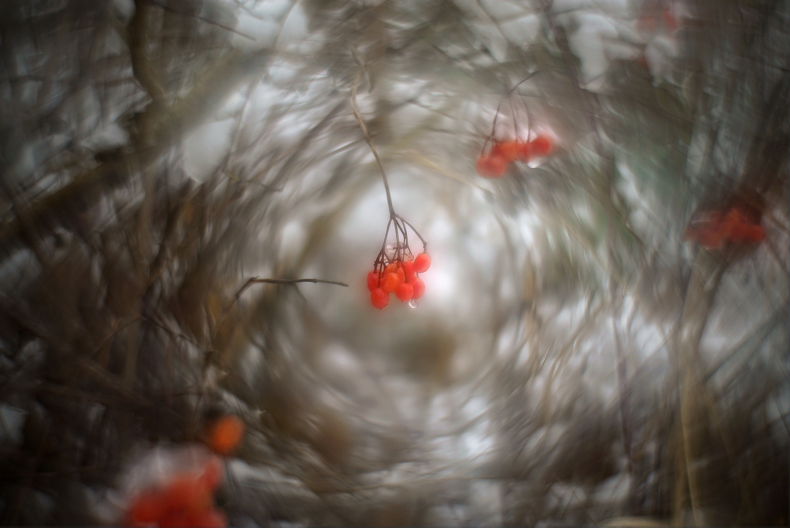 red berries