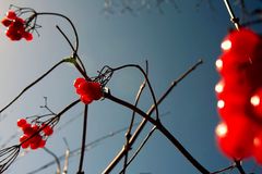 red berries.