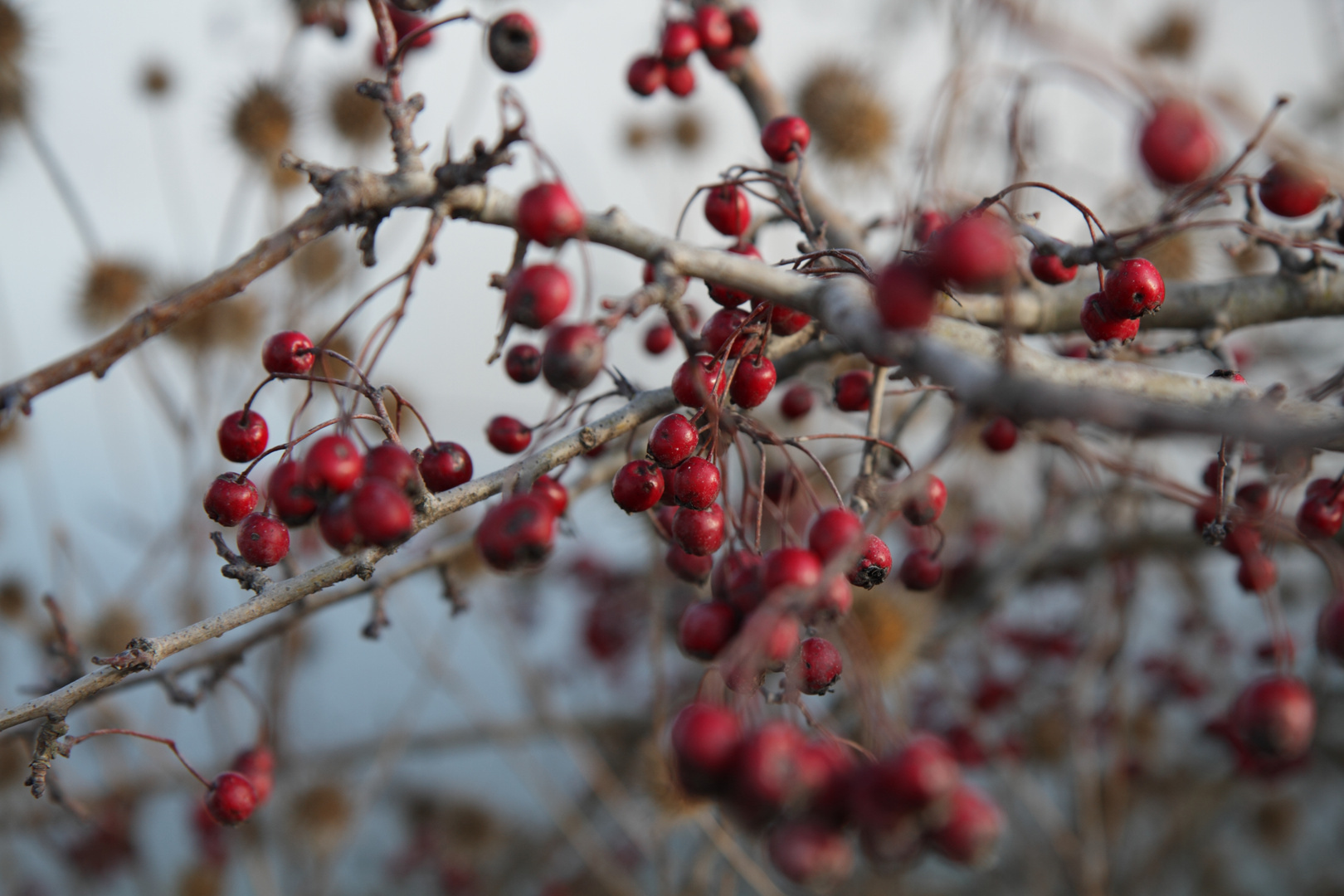 Red Berries