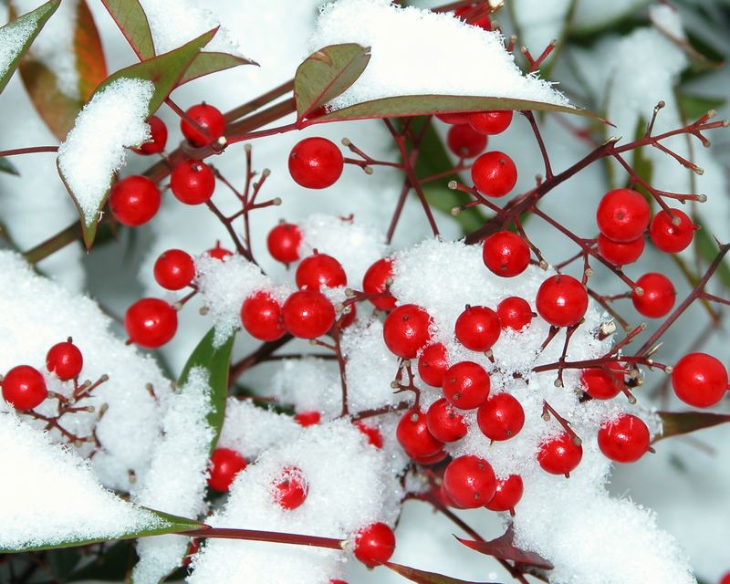 Red Berries