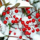 Red Berries