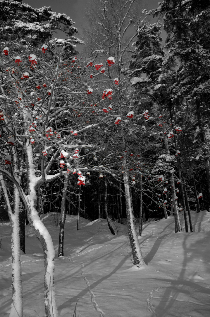 Red Berries