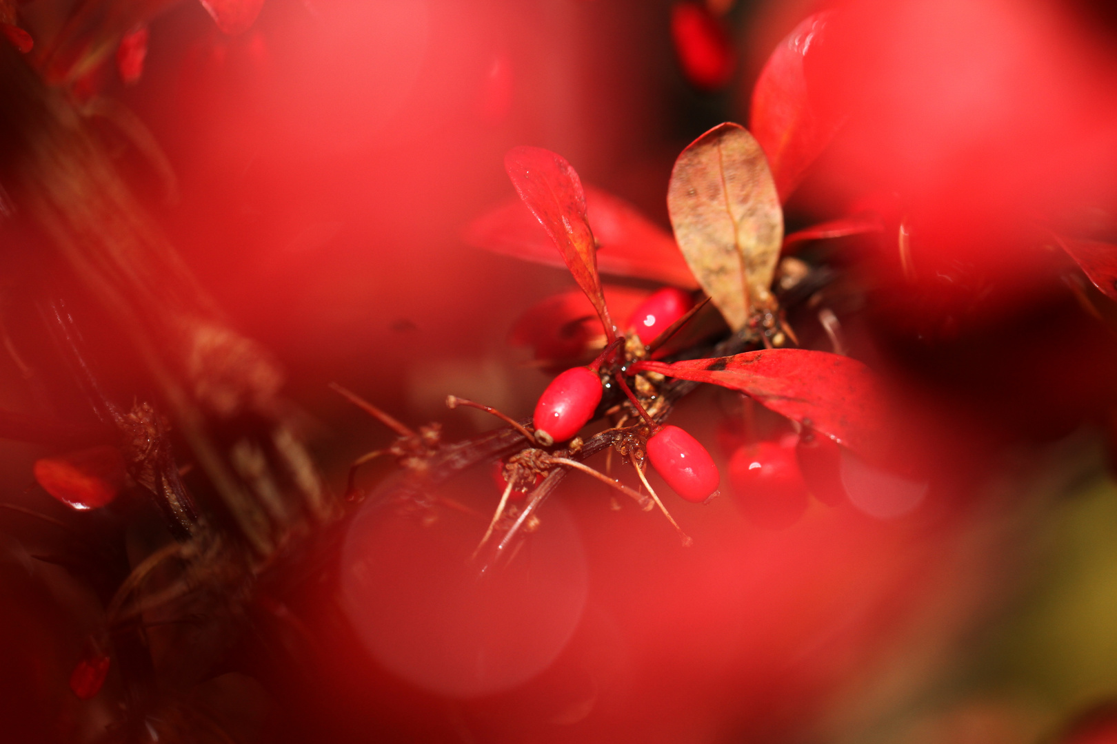 Red Berries