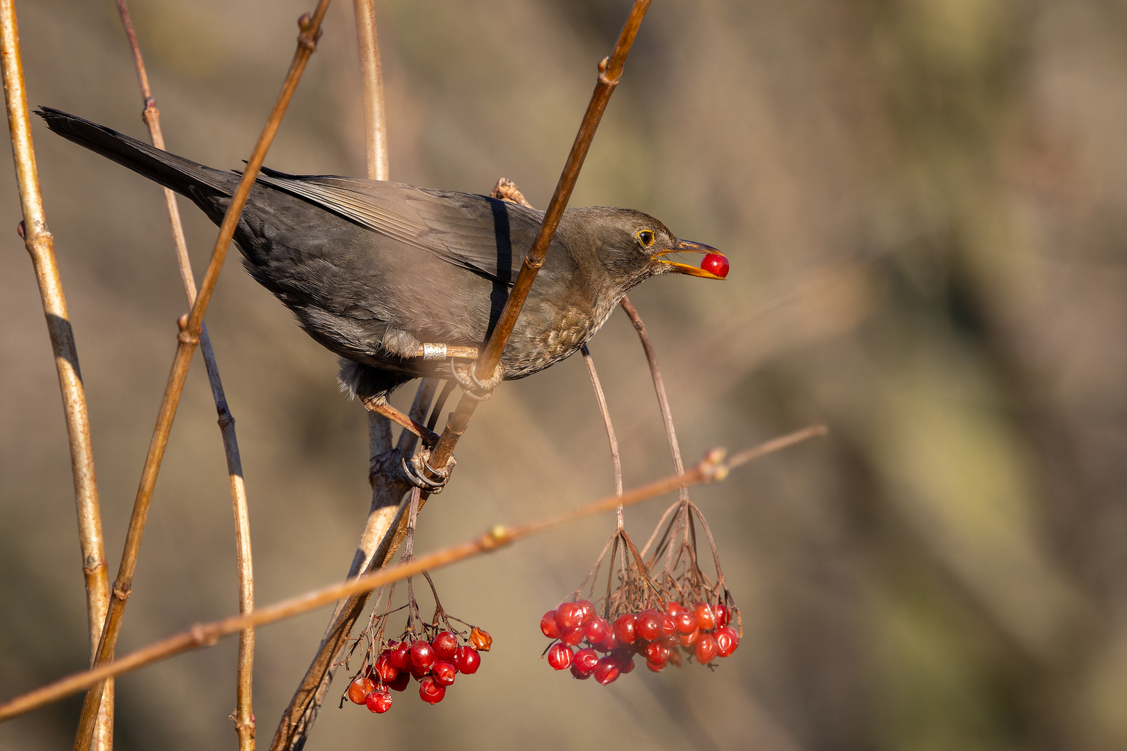 Red Berries