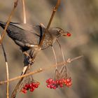 Red Berries