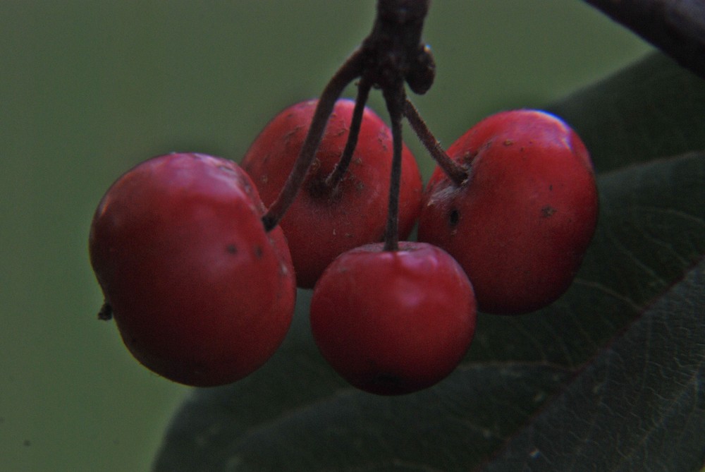 red berries by Thomas-AloisW 