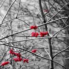 Red berries