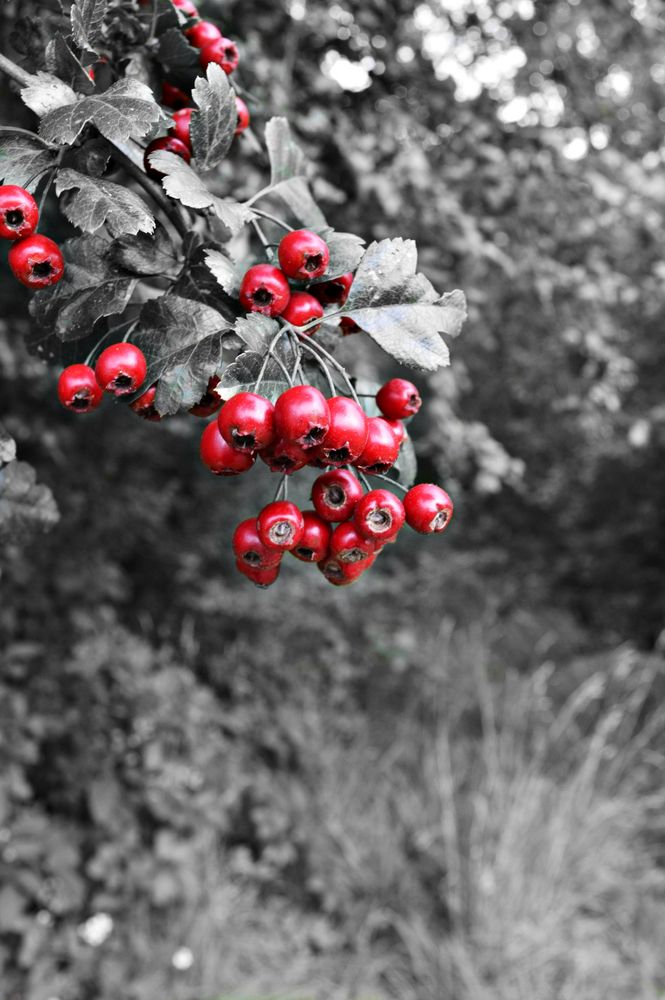 Red Berries