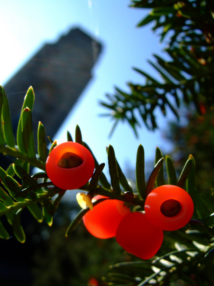 Red Berries