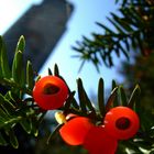 Red Berries