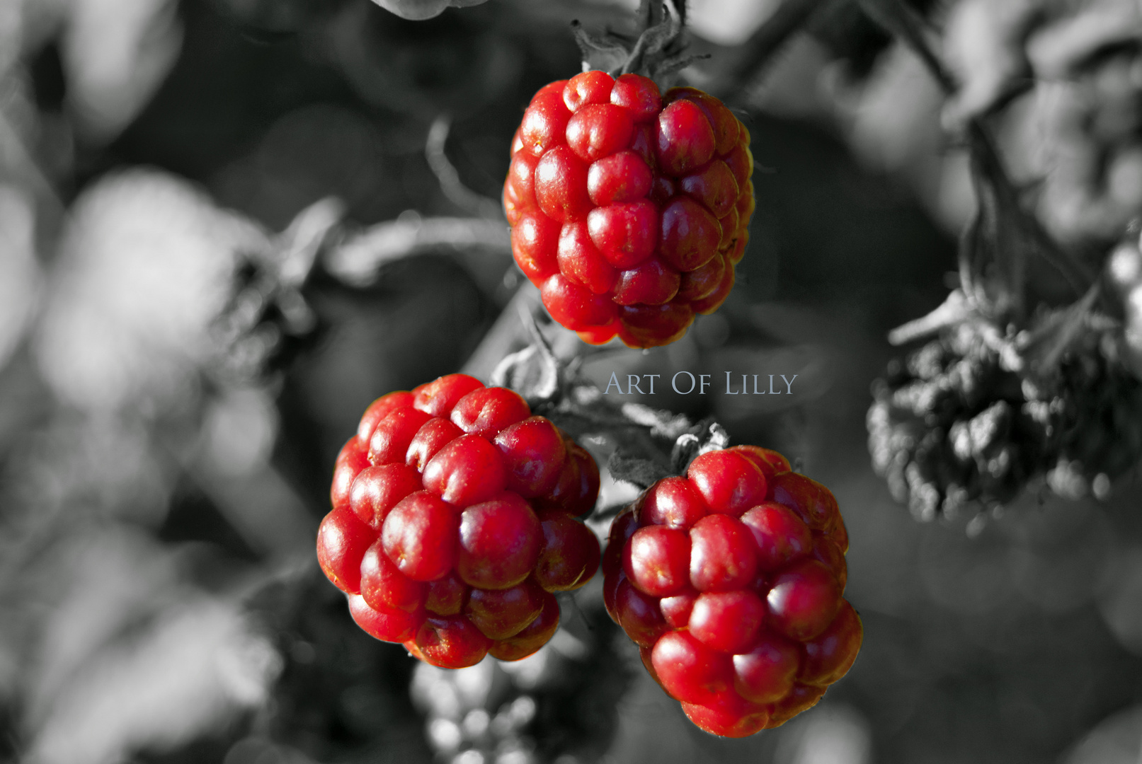 Red Berries