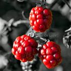 Red Berries