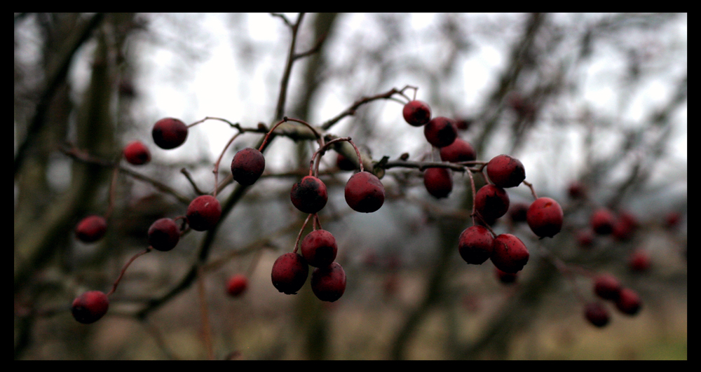 ~RED BERRIES~