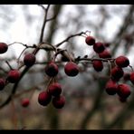 ~RED BERRIES~