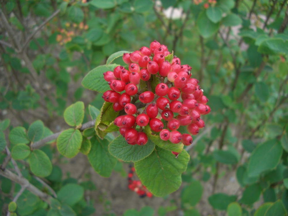 Red Berries