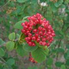 Red Berries