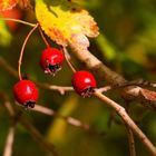 red berries