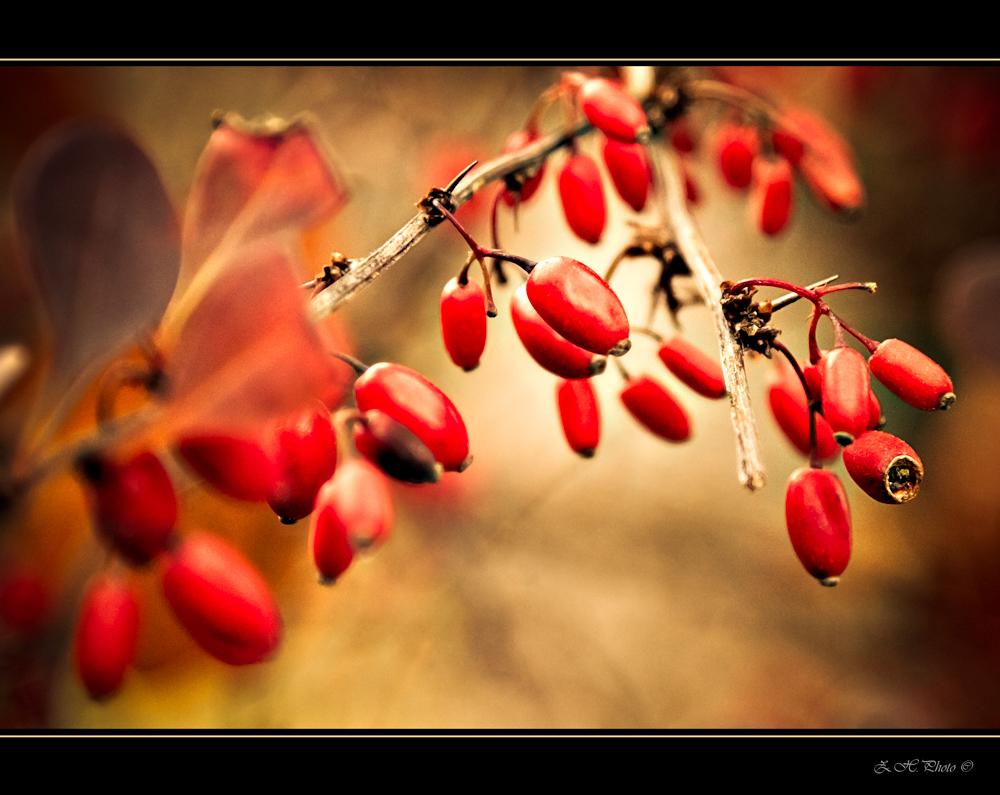 Red berries