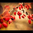 Red berries