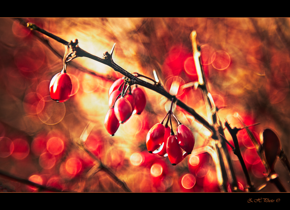 Red berries on bokeh