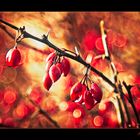 Red berries on bokeh