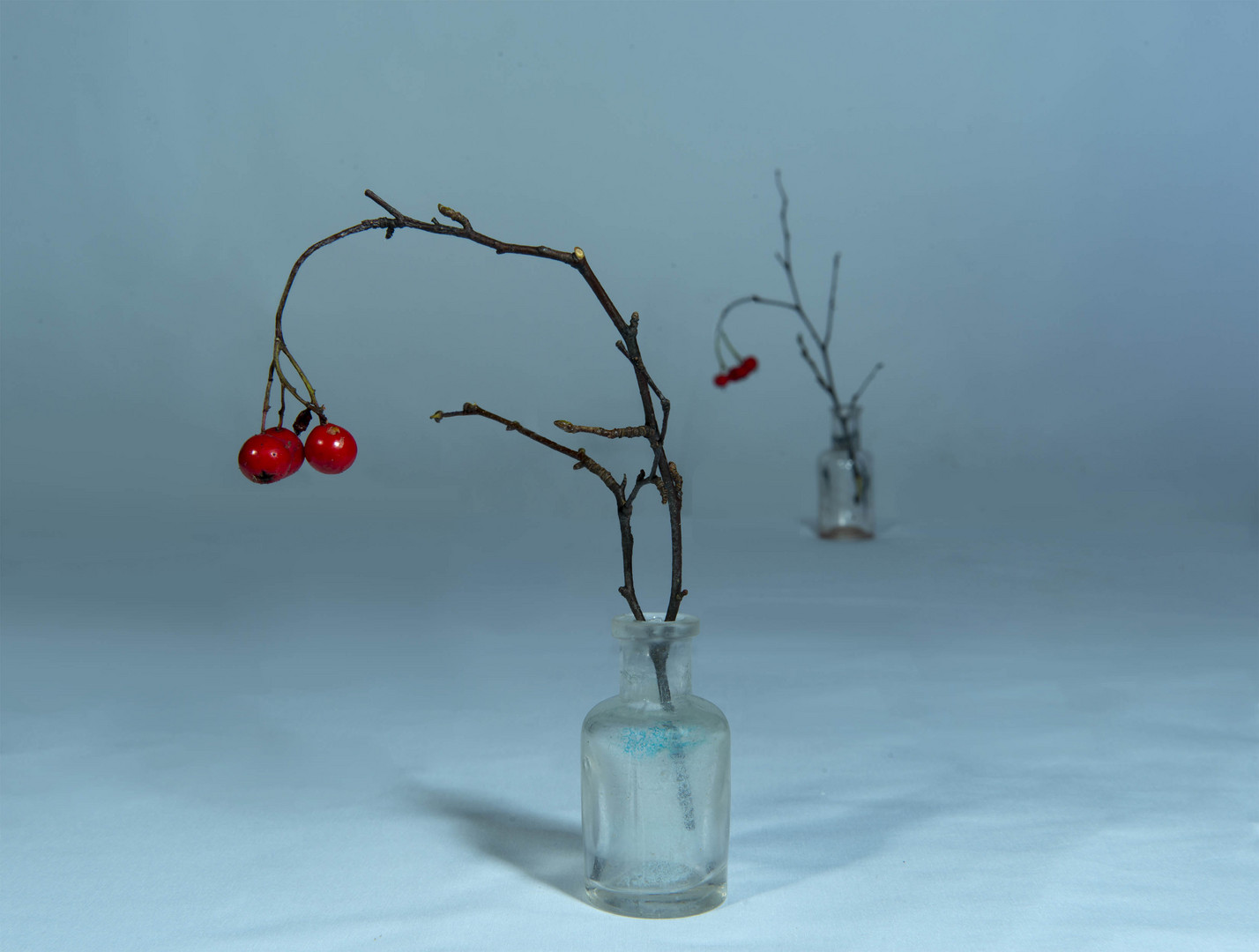 red berries on twigs 