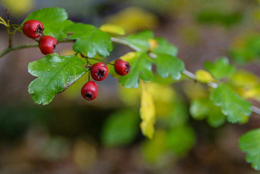 Red Berry