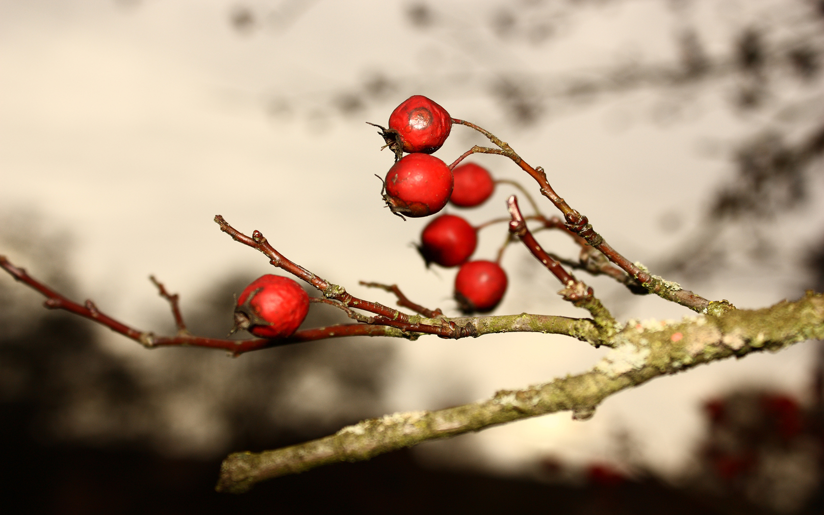 Red Berrys