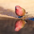 red-billed fire finch