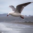 Red-billed Gull