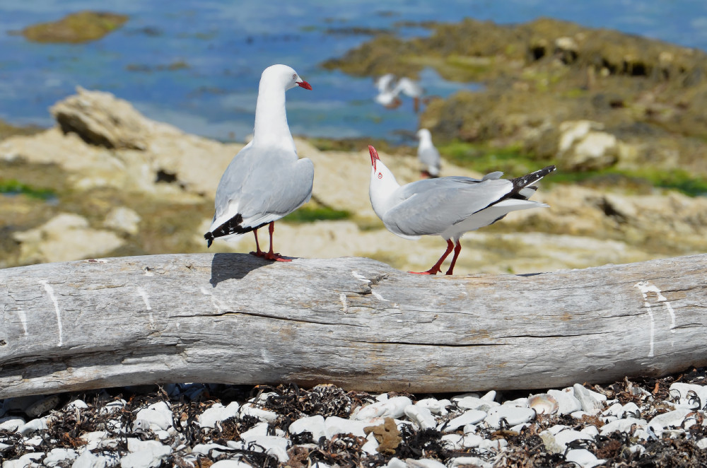 Red Billed Gull