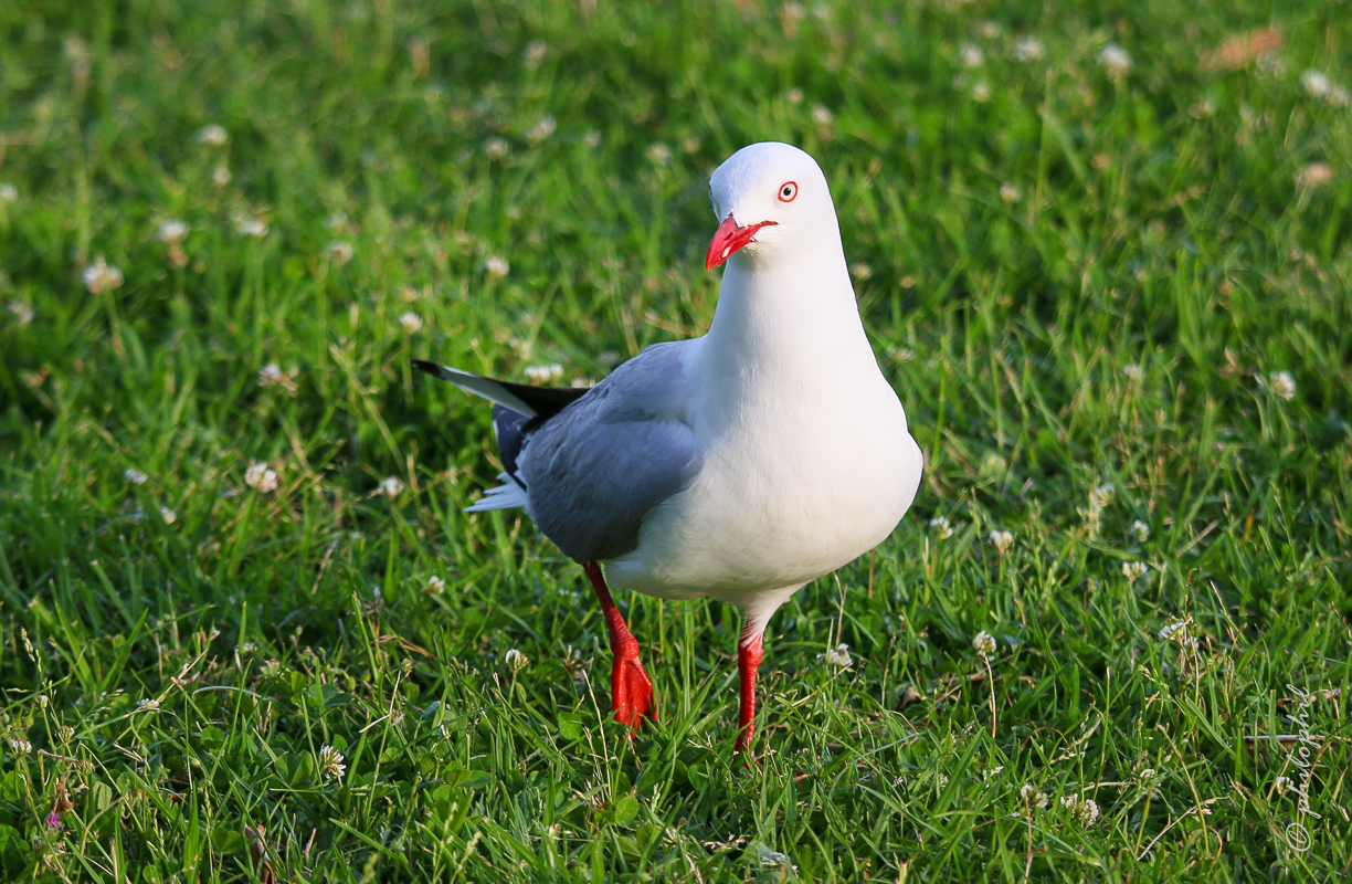 Red Billed Gull