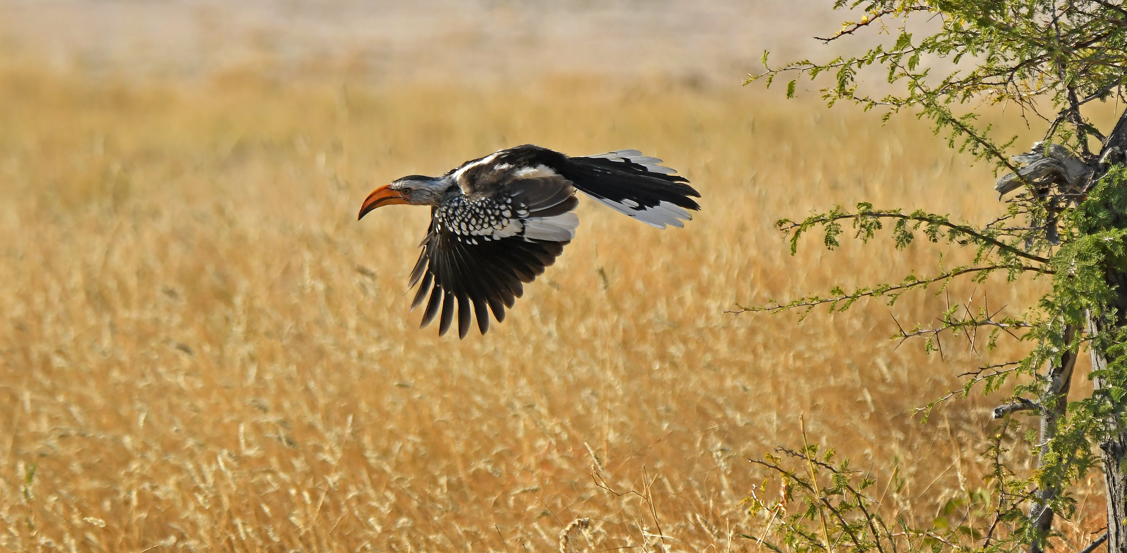 Red billed Hornbill