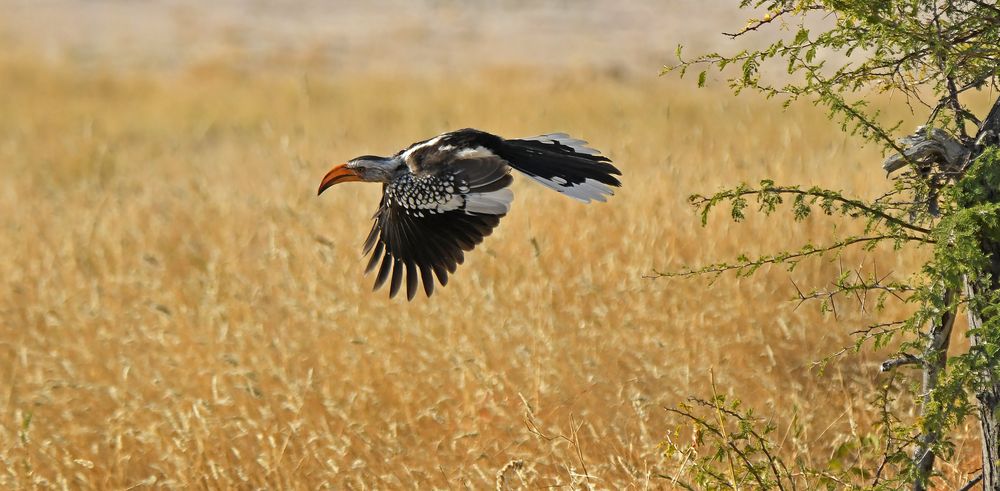 Red billed Hornbill