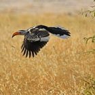 Red billed Hornbill