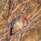 Red-billed Hornbill