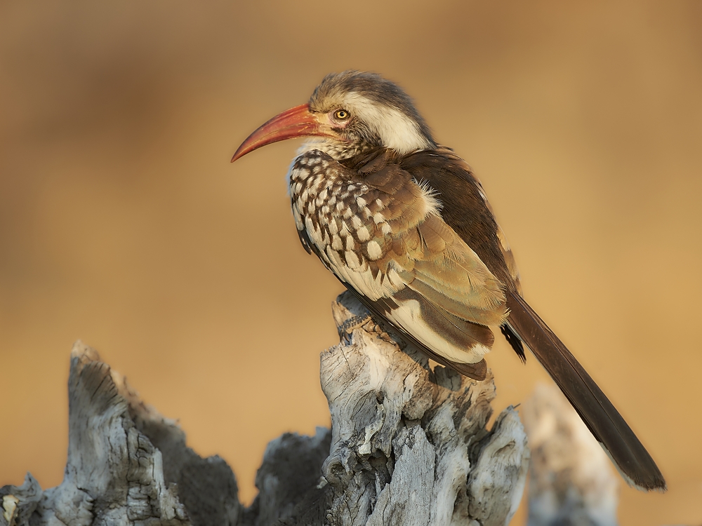 Red-billed hornbill