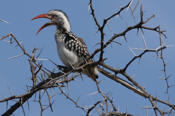 red-billed hornbill
