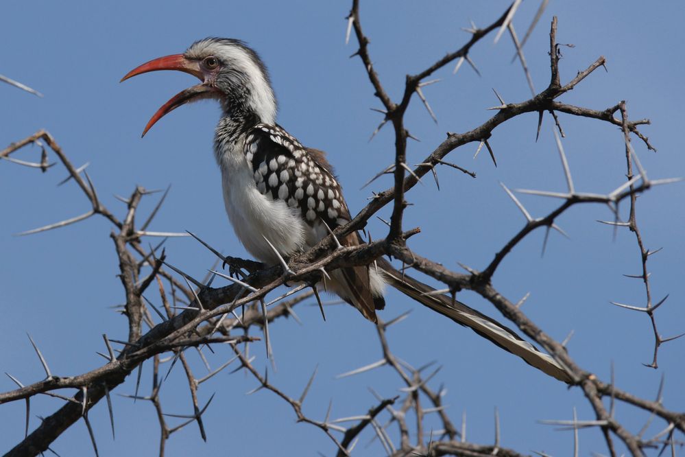 red-billed hornbill