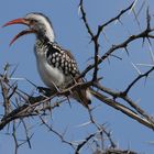 red-billed hornbill