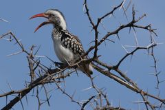 red-billed hornbill