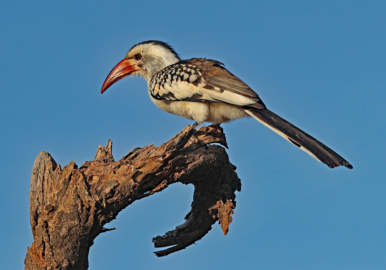 Red billed Hornbill