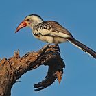 Red billed Hornbill