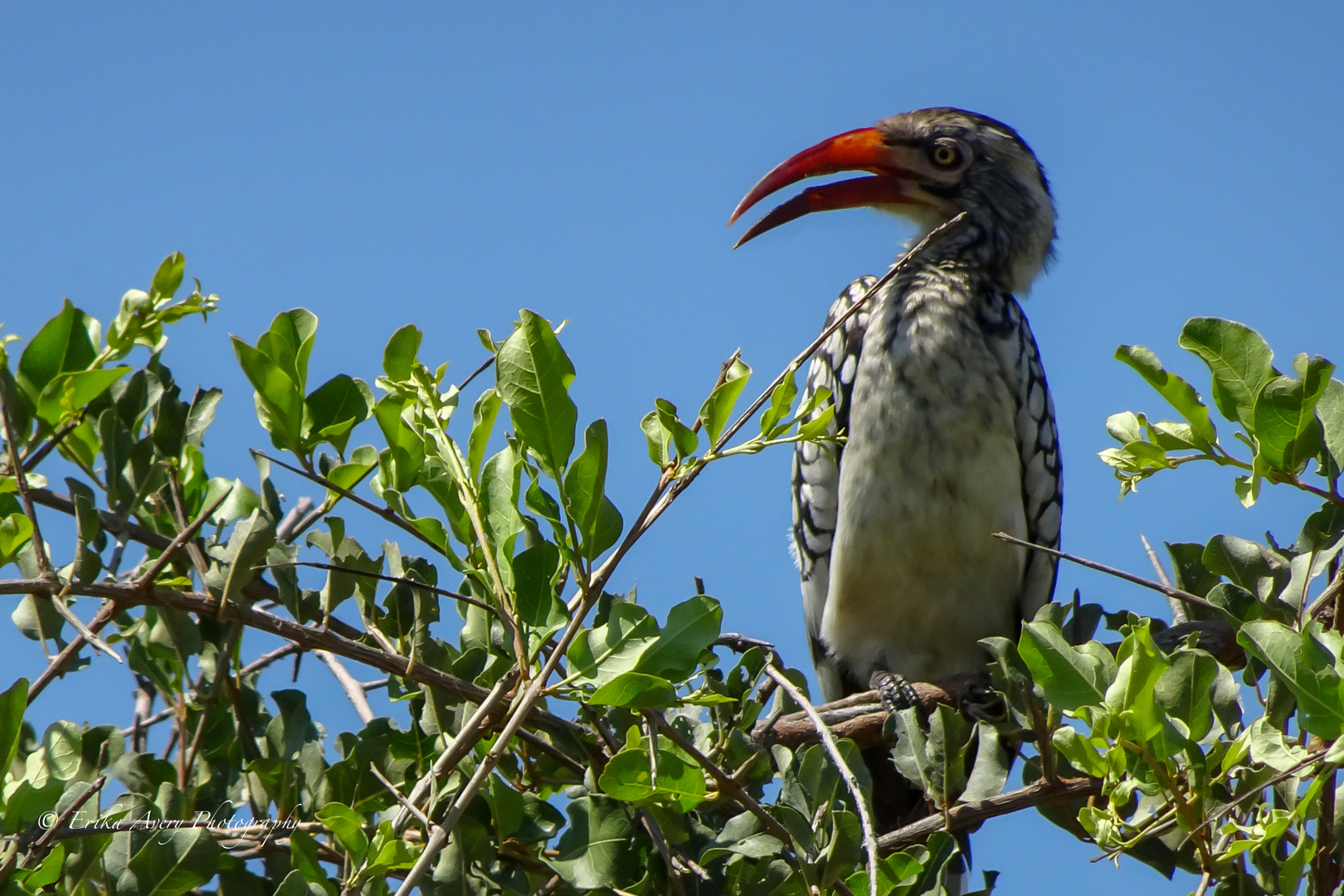 Red billed Hornbill - Rotschnabeltoko