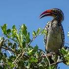 Red billed Hornbill - Rotschnabeltoko